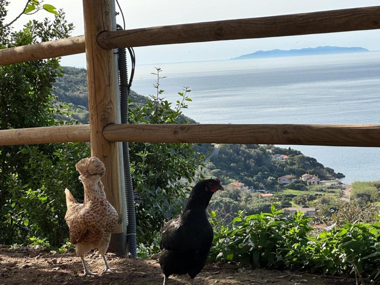 Agriturismo Paradisa Rio dellʼElba Exteriör bild